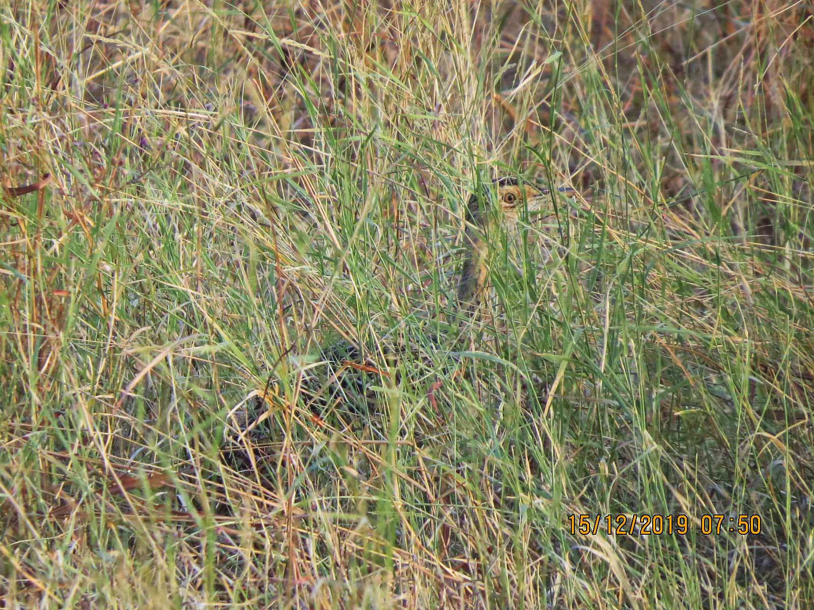 Lesser Florican